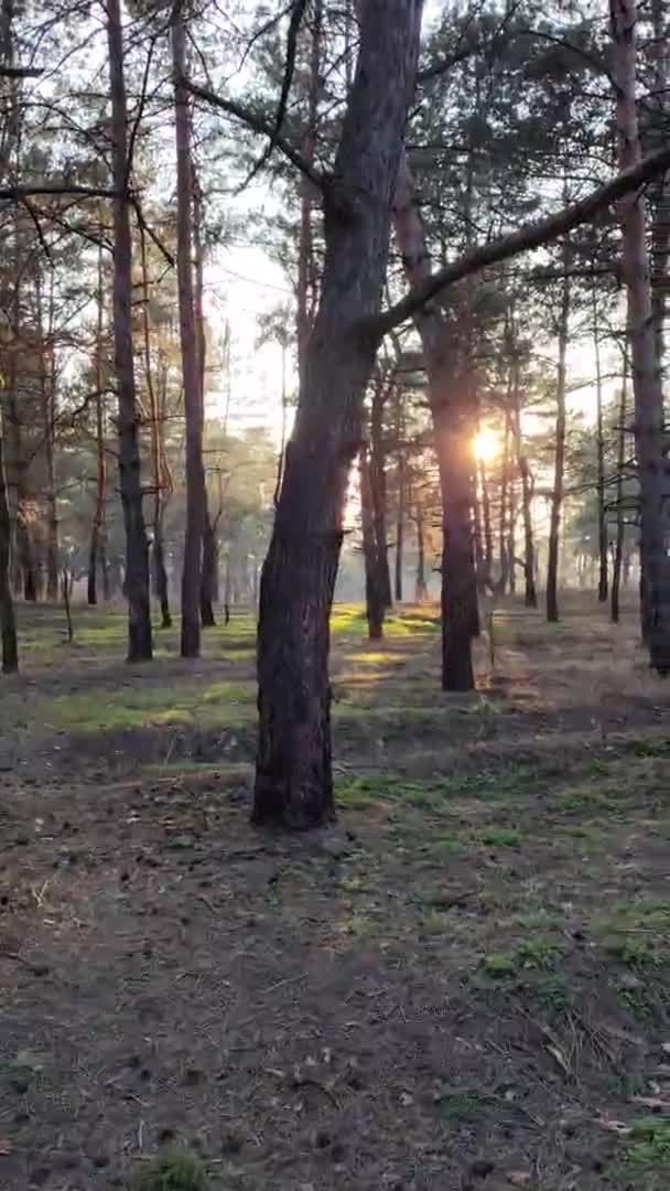 一个松树森林的垂直录像 日落时的森林 美丽的松树 晚上在森林里晒太阳 黎明时分的树木 — 图库视频影像