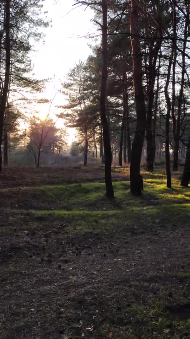 Κάθετο Βίντεο Πευκοδάσους Δάσος Ηλιοβασίλεμα Όμορφα Πεύκα Ήλιος Στο Δάσος — Αρχείο Βίντεο