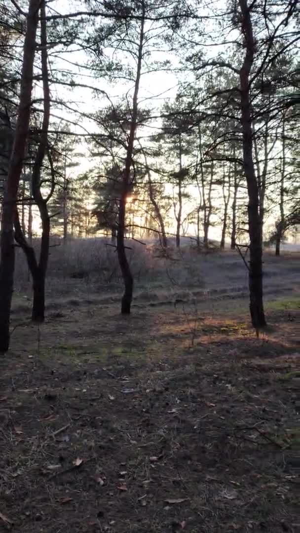 Vertikal Video Tallskog Skog Vid Solnedgången Vackra Tallar Sol Skogen — Stockvideo