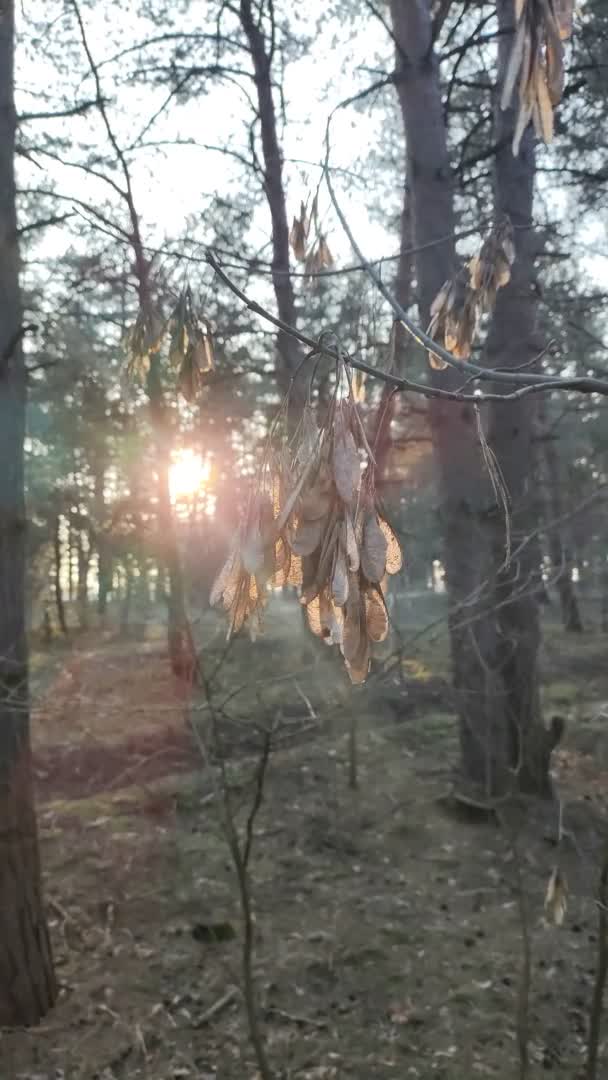 Dallardaki Ağaç Tohumları Güneş Ağaç Dalları Rüzgarlı Bir Günde Altın — Stok video