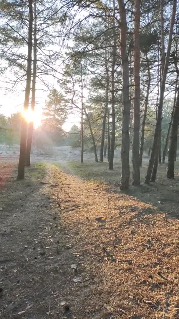 一个松树森林的垂直录像 日落时的森林 美丽的松树 晚上在森林里晒太阳 黎明时分的树木 — 图库视频影像