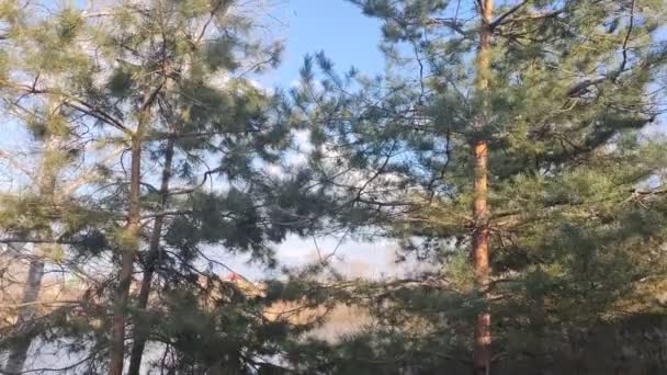 Pine Branches Sky Close Evergreen Coniferous Tree Branch Prickly Long — Stock Video
