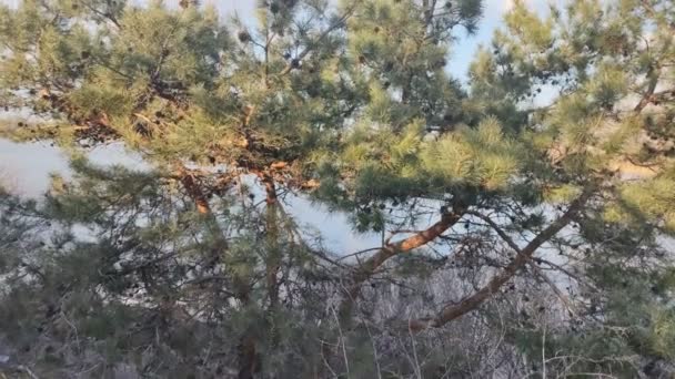 Ramas Pino Contra Cielo Primer Plano Una Rama Árbol Coníferas — Vídeo de stock