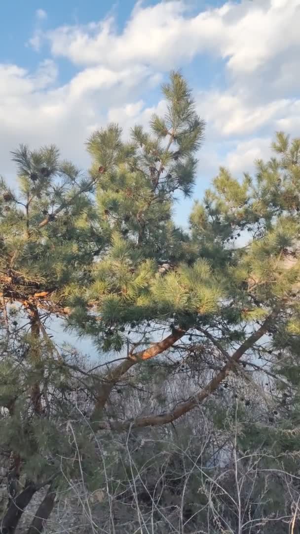 하늘을 소나무 바람에 흔들림으로 영원한 가지의 클로즈업 하늘에 지점에 신선한 — 비디오