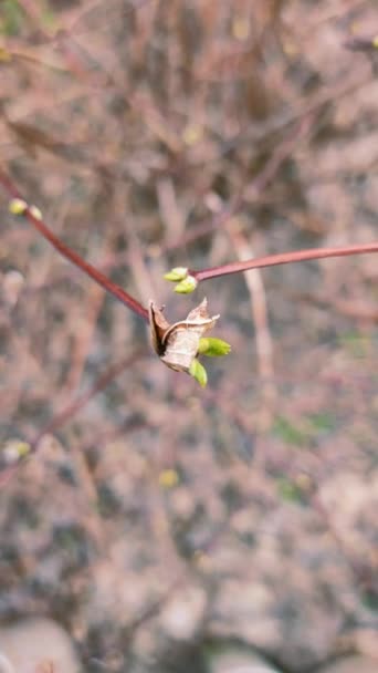 První Jarní Pupeny Větvích Kvetoucí Vrbové Větve Pokrývající Led Kvetoucími — Stock video