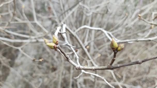 枝条上的初春芽 开着花的柳枝 冰封着开花的芽 在春风中摇曳着 大自然美丽的春天 Bokeh 早春的树 — 图库视频影像