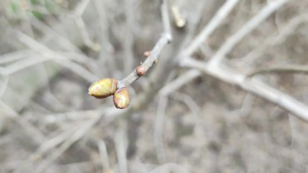 First Spring Buds Branches Flowering Willow Branches Ice Covered Blossoming — Stock Video