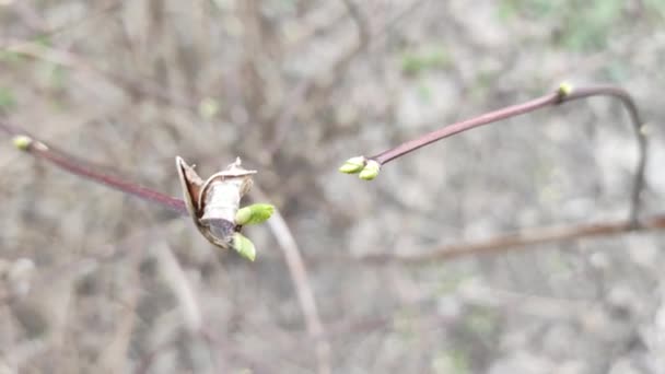 最初の春の芽が枝に 春風に咲く芽で覆われた花の花の枝の氷 自然の中で美しい春の瞬間 ボッケーさん 春の木々 — ストック動画