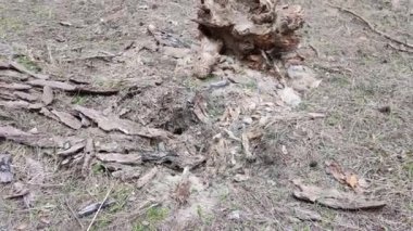 Ormanda çürümüş bir kütük. Vahşi arılar ormandaki çürümüş bir kütüğe yuva yaptılar. Vahşi hayvan yaşam konsepti. Doğa ve yaşam formlarıyla etkileşim, biyosferdeki ekosistemin durumu.