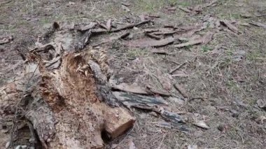 Ormanda çürümüş bir kütük. Vahşi arılar ormandaki çürümüş bir kütüğe yuva yaptılar. Vahşi hayvan yaşam konsepti. Doğa ve yaşam formlarıyla etkileşim, biyosferdeki ekosistemin durumu.