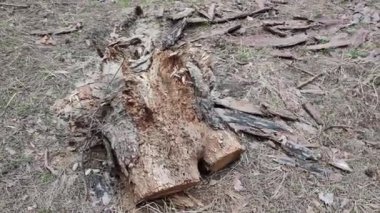 Ormanda çürümüş bir kütük. Vahşi arılar ormandaki çürümüş bir kütüğe yuva yaptılar. Vahşi hayvan yaşam konsepti. Doğa ve yaşam formlarıyla etkileşim, biyosferdeki ekosistemin durumu.