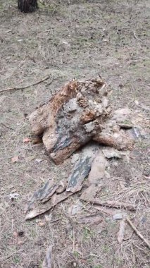 Ormanda çürümüş bir kütük. Vahşi arılar ormandaki çürümüş bir kütüğe yuva yaptılar. Vahşi hayvan yaşam konsepti. Doğa ve yaşam formlarıyla etkileşim, biyosferdeki ekosistemin durumu.