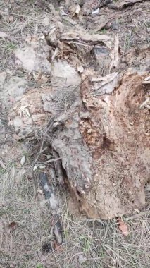 Ormanda çürümüş bir kütük. Vahşi arılar ormandaki çürümüş bir kütüğe yuva yaptılar. Vahşi hayvan yaşam konsepti. Doğa ve yaşam formlarıyla etkileşim, biyosferdeki ekosistemin durumu.
