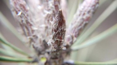 Çam kozalağı makro video. Makro çam iğneleri. Güneş ışınlarında bir çam ağacının çiçek açmasından gelen polen sinekleri, yavaş çekim videosu. Rüzgarın yardımıyla jimnastik salonlarının tozlaşması.