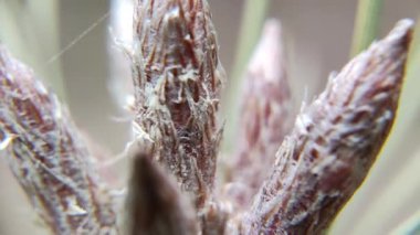 Çam kozalağı makro video. Makro çam iğneleri. Güneş ışınlarında bir çam ağacının çiçek açmasından gelen polen sinekleri, yavaş çekim videosu. Rüzgarın yardımıyla jimnastik salonlarının tozlaşması.
