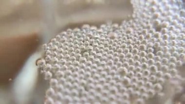 Kabarcıklar makro video. Şampanya köpükleri. Soyut şeffaf kabarcıkların ön görünümü sarı bir arkaplanda birleşiyor. Şampanya bardağındaki köpüklü baloncukların üst görüntüsü.