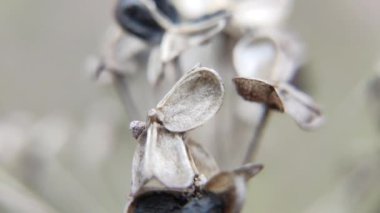 Kuru tohum makro video. Bitki tohumları yakında. Süper makro video doğası.