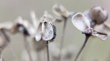Kuru tohum makro video. Bitki tohumları yakında. Süper makro video doğası.