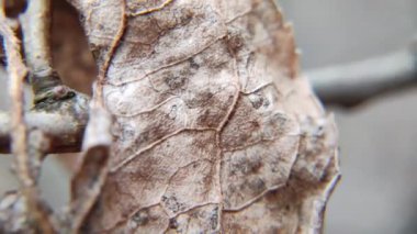 Kuru tohum makro video. Bitki tohumları yakında. Süper makro video doğası.