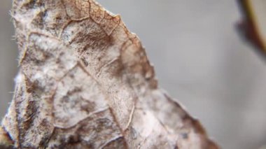 Kuru tohum makro video. Bitki tohumları yakında. Süper makro video doğası.