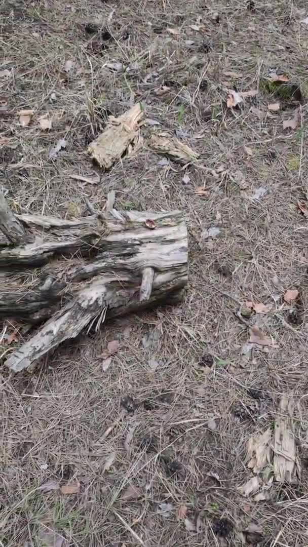 森林里的老旧烂树桩 野蜂在森林里一个腐烂的老树桩上筑巢 野生动物生命的概念 与自然和生命形式的相互作用 生物圈中生态系统的状况 — 图库视频影像