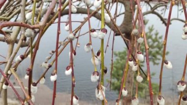 Willow, Shelyuga, söğüt ağacının tüylü Catkins 'i. Açık havada yürüyüş sahnesi. Vahşi söğütlerin bahar çiçeği. Erken bahar doğası. Marş. Bir dalda söğüt, bahar parkında söğüt çiçeği..