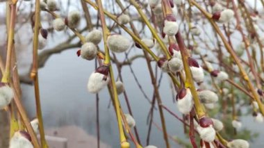 Willow, Shelyuga, söğüt ağacının tüylü Catkins 'i. Açık havada yürüyüş sahnesi. Vahşi söğütlerin bahar çiçeği. Erken bahar doğası. Marş. Bir dalda söğüt, bahar parkında söğüt çiçeği..