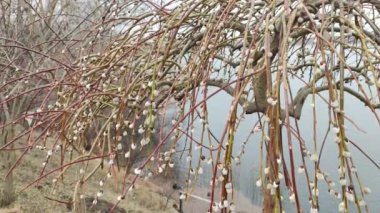 Willow, Shelyuga, söğüt ağacının tüylü Catkins 'i. Açık havada yürüyüş sahnesi. Vahşi söğütlerin bahar çiçeği. Erken bahar doğası. Marş. Bir dalda söğüt, bahar parkında söğüt çiçeği..