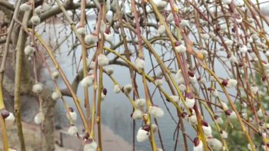 Willow, Shelyuga, söğüt ağacının tüylü Catkins 'i. Açık havada yürüyüş sahnesi. Vahşi söğütlerin bahar çiçeği. Erken bahar doğası. Marş. Bir dalda söğüt, bahar parkında söğüt çiçeği..