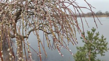 Willow, Shelyuga, söğüt ağacının tüylü Catkins 'i. Açık havada yürüyüş sahnesi. Vahşi söğütlerin bahar çiçeği. Erken bahar doğası. Marş. Bir dalda söğüt, bahar parkında söğüt çiçeği..