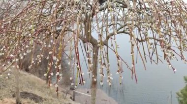 Willow, Shelyuga, söğüt ağacının tüylü Catkins 'i. Açık havada yürüyüş sahnesi. Vahşi söğütlerin bahar çiçeği. Erken bahar doğası. Marş. Bir dalda söğüt, bahar parkında söğüt çiçeği..