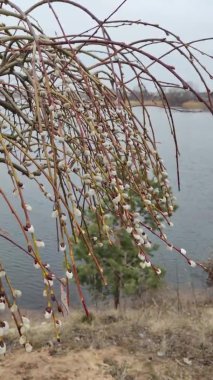 Willow, Shelyuga, söğüt ağacının tüylü Catkins 'i. Açık havada yürüyüş sahnesi. Vahşi söğütlerin bahar çiçeği. Erken bahar doğası. Marş. Bir dalda söğüt, bahar parkında söğüt çiçeği..