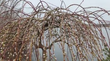 Willow, Shelyuga, söğüt ağacının tüylü Catkins 'i. Açık havada yürüyüş sahnesi. Vahşi söğütlerin bahar çiçeği. Erken bahar doğası. Marş. Bir dalda söğüt, bahar parkında söğüt çiçeği..