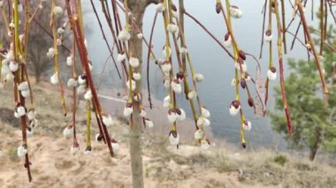 Willow, Shelyuga, söğüt ağacının tüylü Catkins 'i. Açık havada yürüyüş sahnesi. Vahşi söğütlerin bahar çiçeği. Erken bahar doğası. Marş. Bir dalda söğüt, bahar parkında söğüt çiçeği..