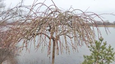 Willow, Shelyuga, söğüt ağacının tüylü Catkins 'i. Açık havada yürüyüş sahnesi. Vahşi söğütlerin bahar çiçeği. Erken bahar doğası. Marş. Bir dalda söğüt, bahar parkında söğüt çiçeği..