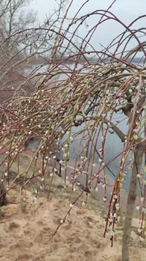 Willow, Shelyuga, söğüt ağacının tüylü Catkins 'i. Açık havada yürüyüş sahnesi. Vahşi söğütlerin bahar çiçeği. Erken bahar doğası. Marş. Bir dalda söğüt, bahar parkında söğüt çiçeği..