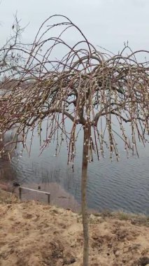 Willow, Shelyuga, söğüt ağacının tüylü Catkins 'i. Açık havada yürüyüş sahnesi. Vahşi söğütlerin bahar çiçeği. Erken bahar doğası. Marş. Bir dalda söğüt, bahar parkında söğüt çiçeği..
