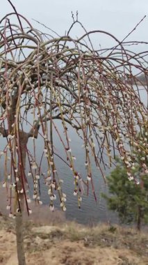 Willow, Shelyuga, söğüt ağacının tüylü Catkins 'i. Açık havada yürüyüş sahnesi. Vahşi söğütlerin bahar çiçeği. Erken bahar doğası. Marş. Bir dalda söğüt, bahar parkında söğüt çiçeği..