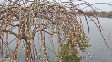 Willow, Shelyuga, söğüt ağacının tüylü Catkins 'i. Açık havada yürüyüş sahnesi. Vahşi söğütlerin bahar çiçeği. Erken bahar doğası. Marş. Bir dalda söğüt, bahar parkında söğüt çiçeği..