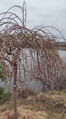 Willow, Shelyuga, söğüt ağacının tüylü Catkins 'i. Açık havada yürüyüş sahnesi. Vahşi söğütlerin bahar çiçeği. Erken bahar doğası. Marş. Bir dalda söğüt, bahar parkında söğüt çiçeği..