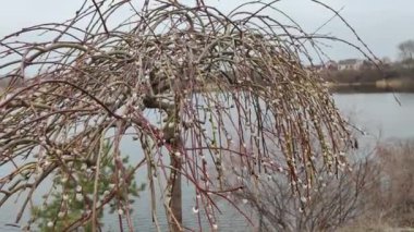 Willow, Shelyuga, söğüt ağacının tüylü Catkins 'i. Açık havada yürüyüş sahnesi. Vahşi söğütlerin bahar çiçeği. Erken bahar doğası. Marş. Bir dalda söğüt, bahar parkında söğüt çiçeği..
