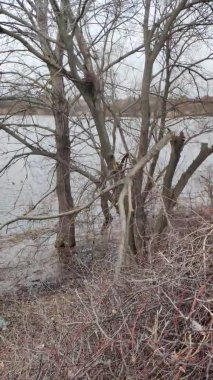 Willow, Shelyuga, söğüt ağacının tüylü Catkins 'i. Açık havada yürüyüş sahnesi. Vahşi söğütlerin bahar çiçeği. Erken bahar doğası. Marş. Bir dalda söğüt, bahar parkında söğüt çiçeği..