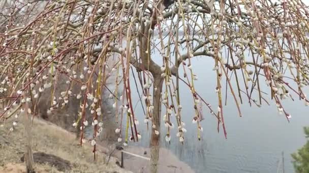 柳树特写的弗瑞 卡特金斯 三月的户外场景 春天野柳盛开 早春自然 树枝上的柳树 春天公园里盛开的柳树 — 图库视频影像