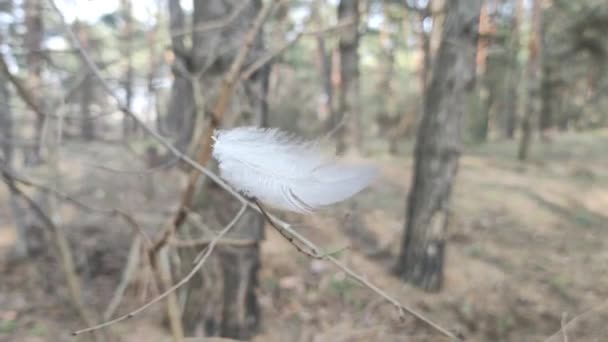 风中飘扬的白羽 有选择的焦点 模糊的焦点 鸟类羽毛纹理 风摇曳着羽毛 — 图库视频影像