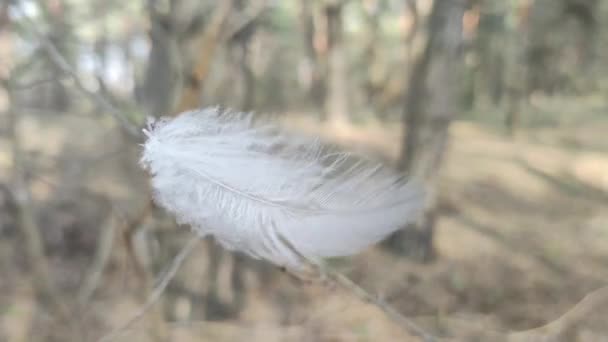 Weiße Feder Wind Selektiver Fokus Verschwommener Fokus Abstraktion Vogelfeder Textur — Stockvideo