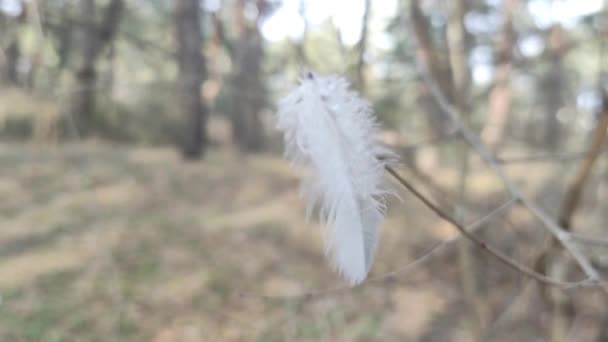 Weiße Feder Wind Selektiver Fokus Verschwommener Fokus Abstraktion Vogelfeder Textur — Stockvideo