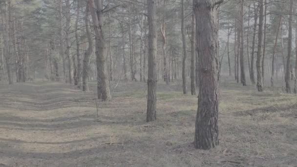 Paisagem Uma Floresta Pinheiro Perfil Log Vídeo Descolorizado Top View — Vídeo de Stock
