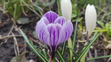 Crocus çiçekleri. Mor renkli tarlalarda büyüyen arılar. Çiçeklerin açtığı sihirli bahar çiçeğine bakın. Seçici Odaklanma. Çiçek açan bahar arkaplanı. 4k video
