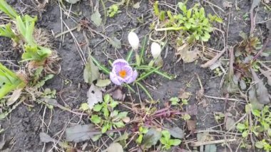 Crocus çiçekleri. Mor renkli tarlalarda büyüyen arılar. Çiçeklerin açtığı sihirli bahar çiçeğine bakın. Seçici Odaklanma. Çiçek açan bahar arkaplanı. 4k video