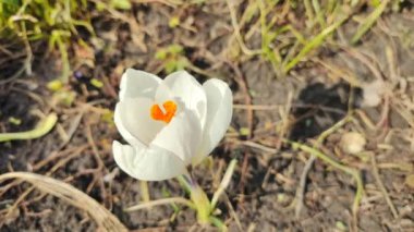 Crocus çiçekleri. Mor renkli tarlalarda büyüyen arılar. Çiçeklerin açtığı sihirli bahar çiçeğine bakın. Seçici Odaklanma. Çiçek açan bahar arkaplanı. 4k video
